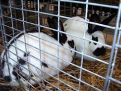 pontivy 2008 088 (WinCE).jpg