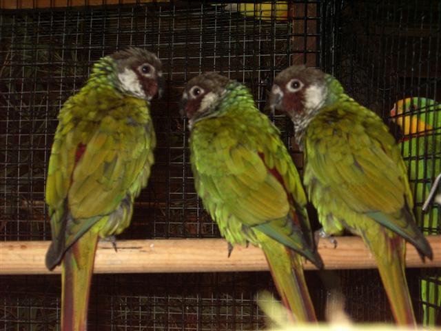 pontivy 2008 054 (Small).jpg