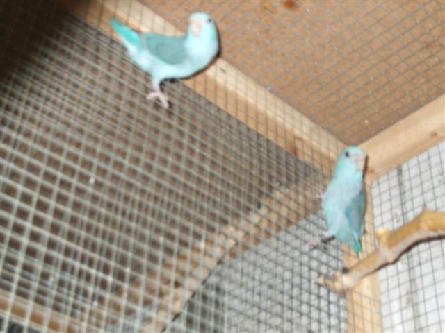 touie (couple bleu) (Small).jpg