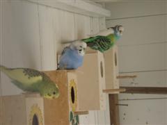 DSC08158 (WinCE) (WinCE).JPG