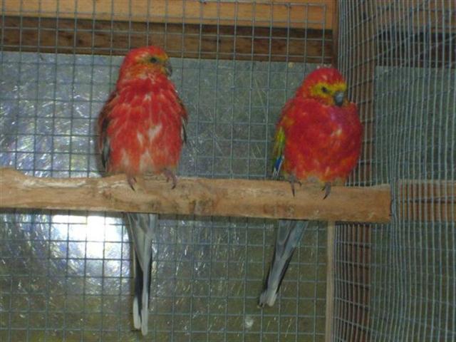 37928_vogels%20051 (Medium) (Small).jpg
