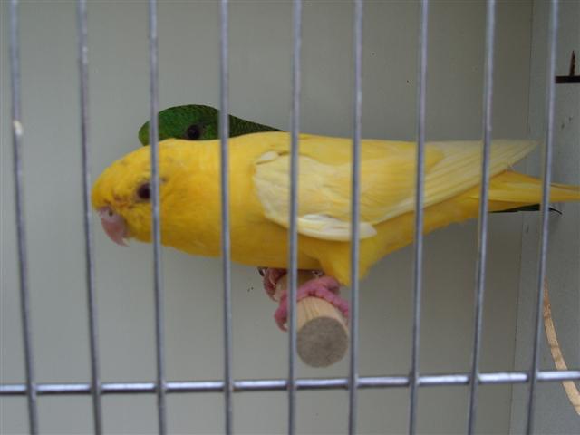 ondulÃ©e + autre 064 (Small).jpg