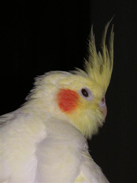 PICT0008 (Medium).JPG