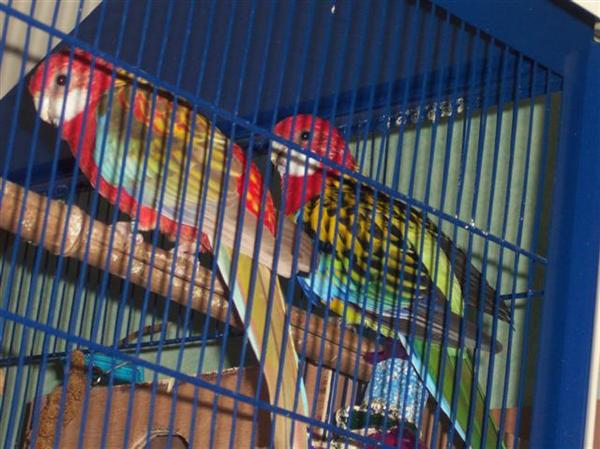 100_5207 (Small) (Custom).JPG