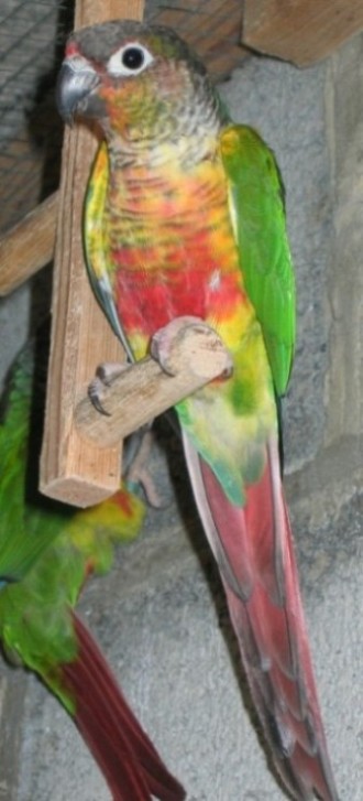 Pyrrhura Molinae Hypoxantha 2.jpg