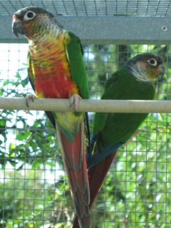 Pyrrhura Molinae Hypoxantha 1.jpg