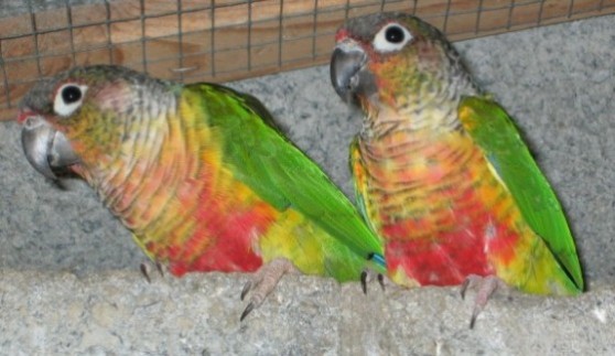 Pyrrhua Molinae Hypoxantha 4.jpg