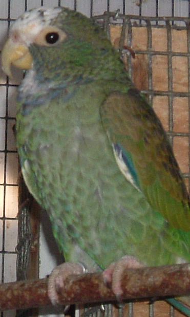 pionus2.jpg
