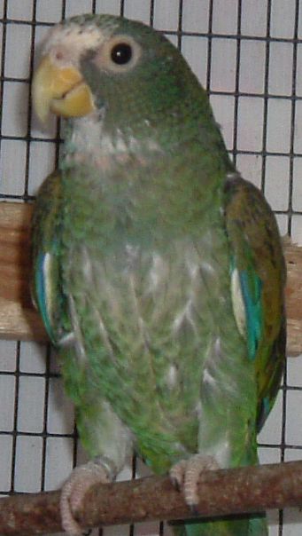 pionus.jpg