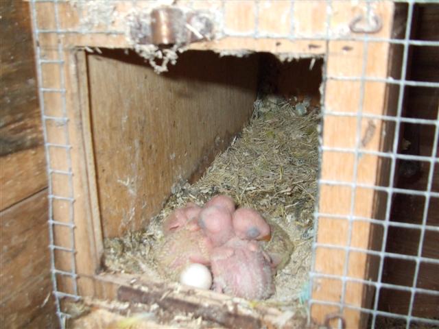 bÃ©bÃ©s (inseparable) (Small).jpg