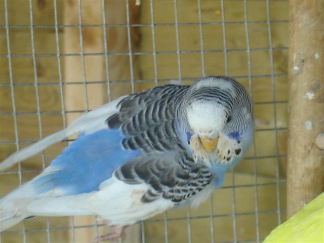 oiseaux 006 (Small).jpg