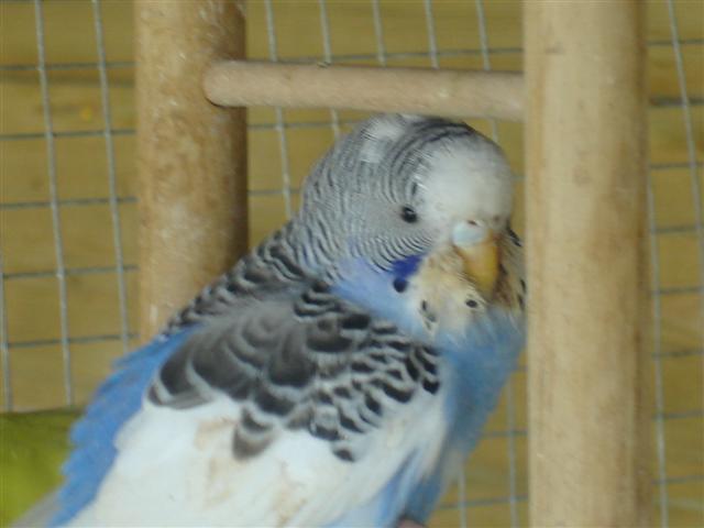 oiseaux 008 (Small).jpg