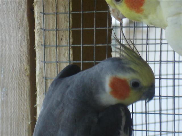 oiseaux 003 (Small).jpg