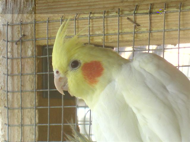 oiseaux 004 (Small).jpg