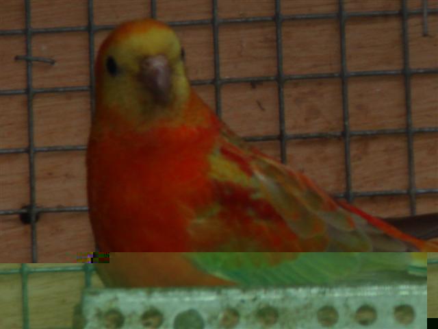 Perruche Ã  croupion rouge orange (Small).JPG
