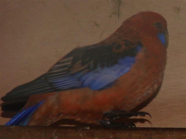 Pennant orange (Small).JPG