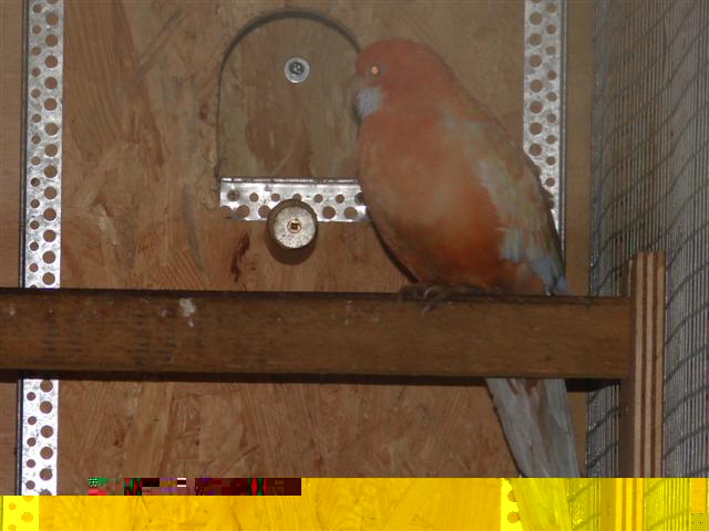 Pennant orange cinnamon (Small).JPG