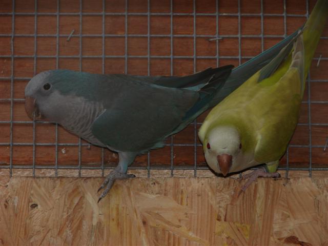 Souris bleu & cinnamon (Small).JPG