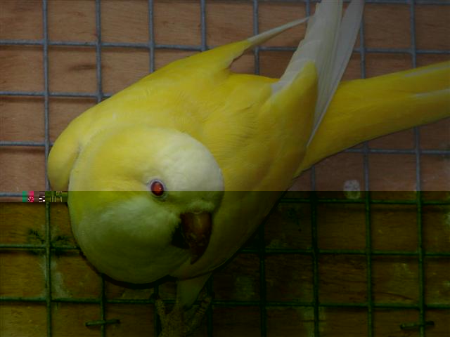 Souris lutino (Small).JPG