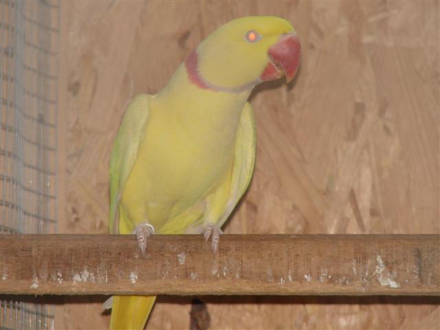 Grand alexandre lutino mÃ¢le (Small).JPG