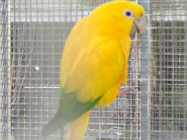 Garouba 2 (Small).JPG