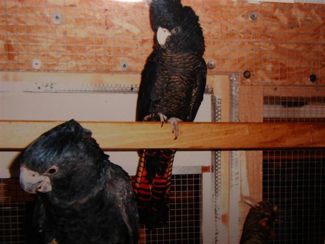 Couple de Cacatoes de Banks (Small).JPG