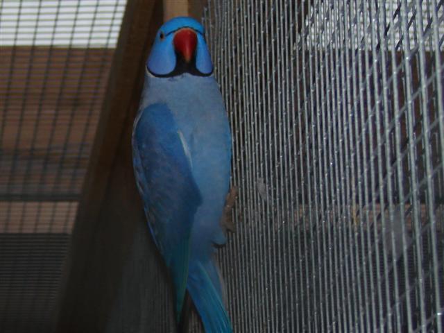 Collier Cobalt (Small).JPG