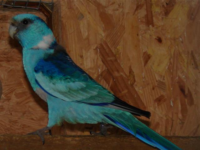 Barnard bleue (Small).JPG