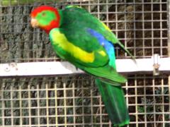 Hybride royale-Ã©rythroptÃ¨re 2 (WinCE).JPG