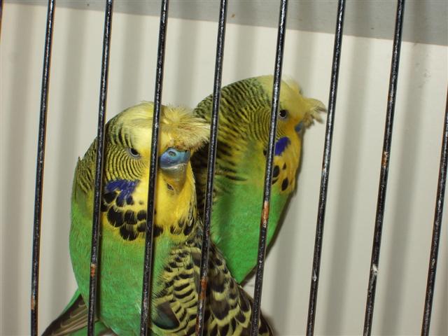 vienne02 2008 012 (Small).jpg