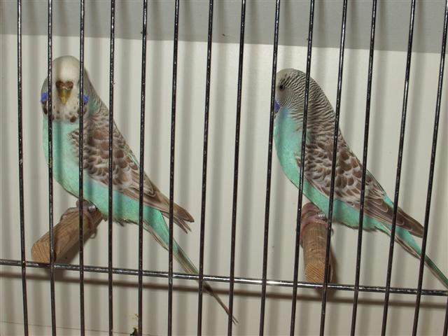 vienne02 2008 016 (Small).jpg