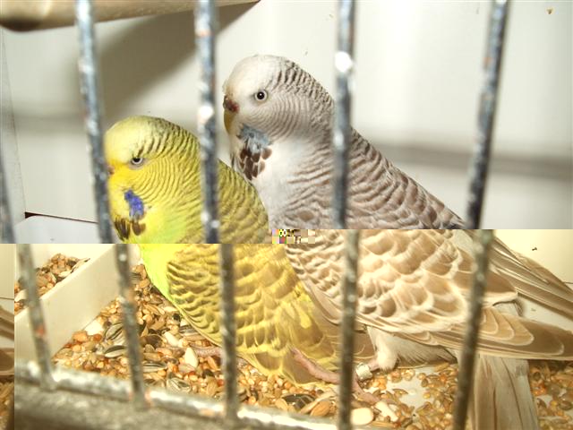 vienne02 2008 017 (Small).jpg