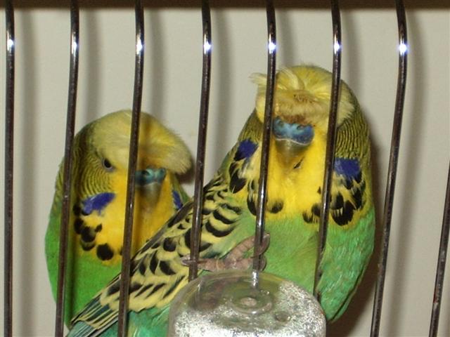 vienne02 2008 023 (Small).jpg