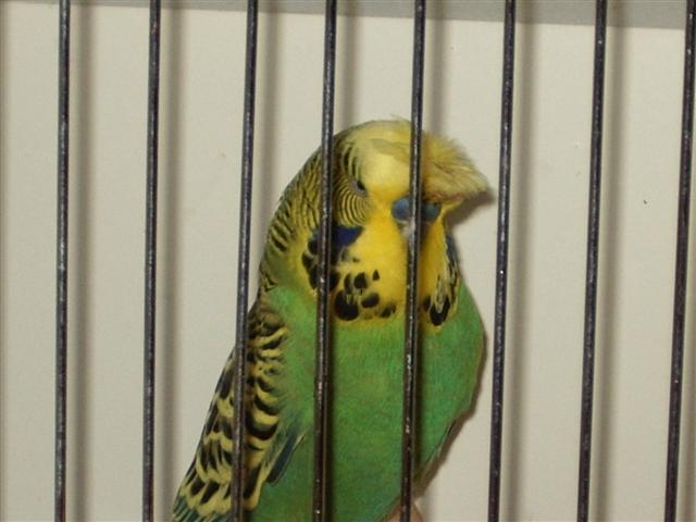 vienne02 2008 024 (Small).jpg