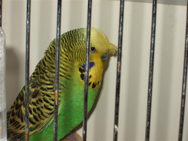 vienne02 2008 010 (Small).jpg