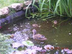 canards mandarin juin 2007 006 (Small) (WinCE).jpg