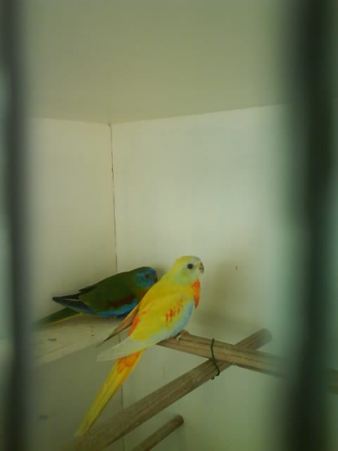 mal bleu04 et femelle jaune06.JPG