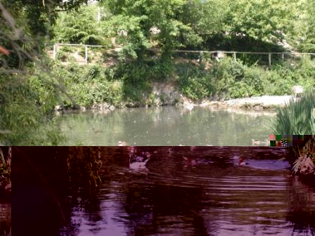 Parc AnatidÃ©s 1.JPG