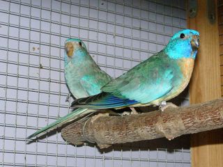 P2100009 [320x200].JPG