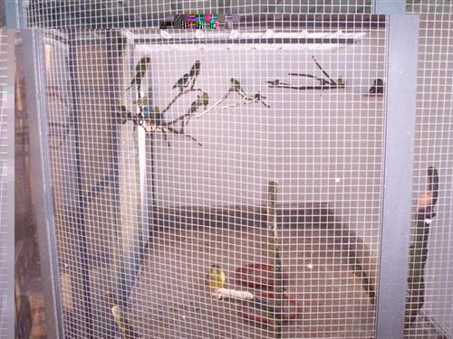 100_0585 (Custom) (Custom).jpg