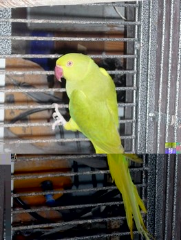 Couple Colliers 003.JPG