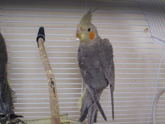 Gazou 03 (Small).JPG