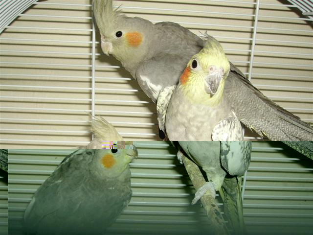 Mimo, Arthure &  Gazou (Small).JPG