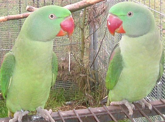 couple grde alex 22.02.08.jpg