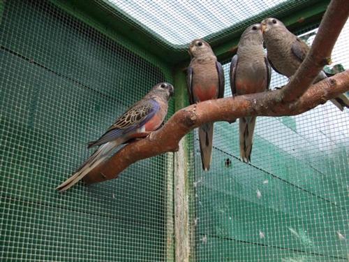 ensemble de bourke (Small) (Custom).jpg