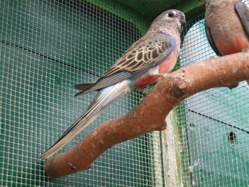 bouke (Small) (Custom).jpg