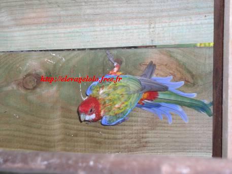 femelle opaline cinnamon.JPG