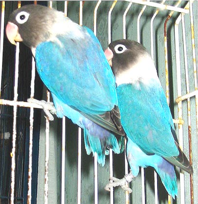 agapornis rÃ©duits jpg nÂ°3.jpg