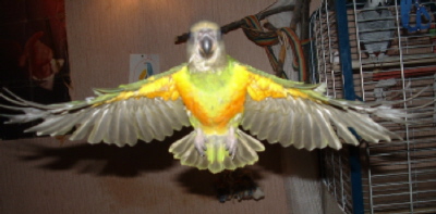 youyou en vole de face1000.JPG