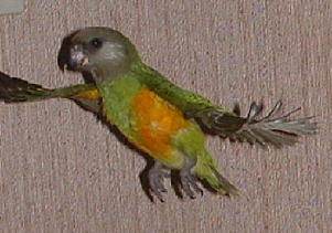 en plein vole1000.JPG